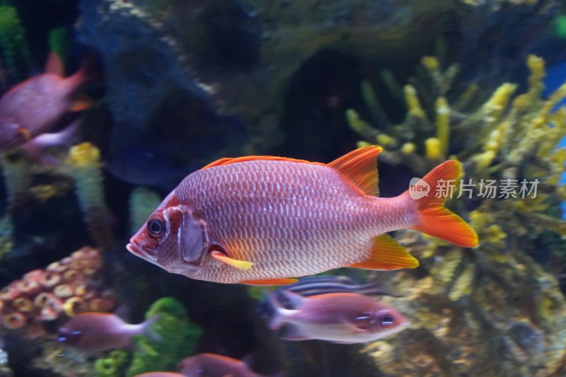 水族馆中色彩鲜艳的观赏鱼