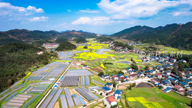 田园油菜花