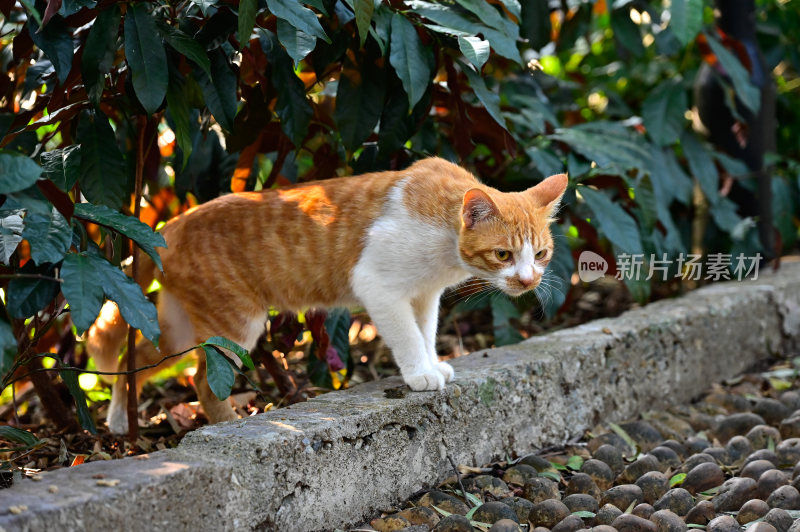 猫咪夜猫流浪猫