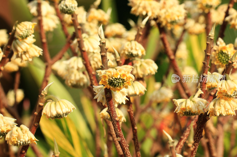 金黄的结香花花朵盛开