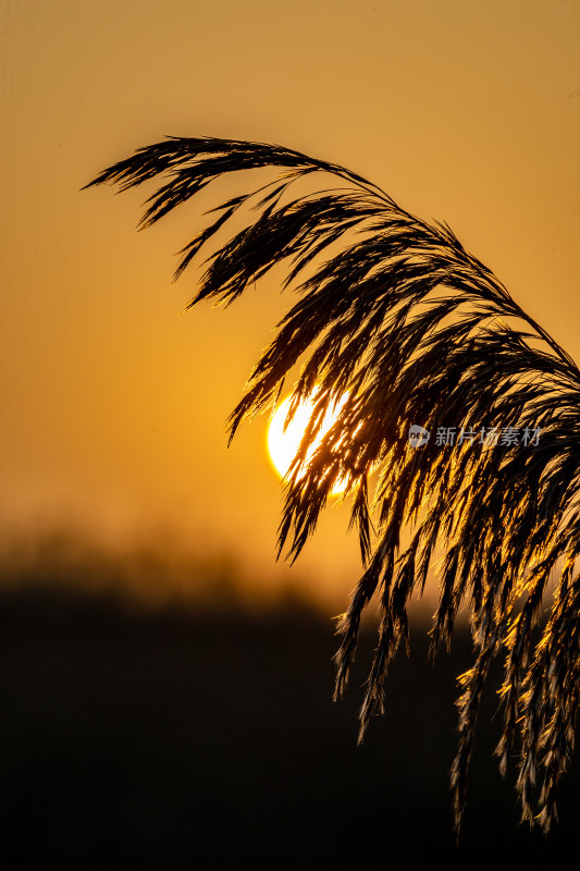 夕阳下芦苇丛风景