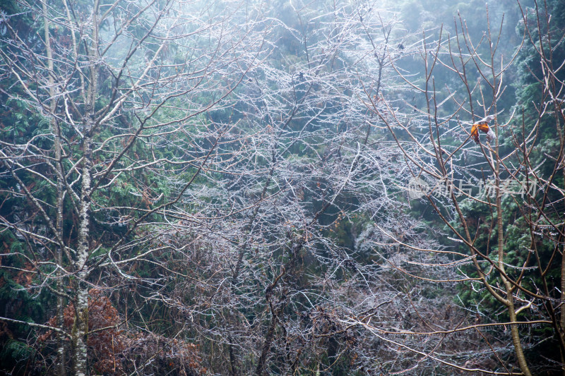 覆冰的绿色松树枝条敕木山雪淞