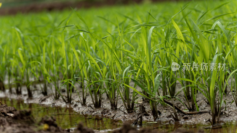 农场 水稻 种植 秧苗 培育秧苗