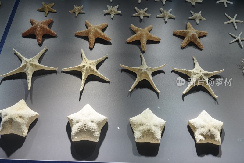 海洋馆中展示的海星标本