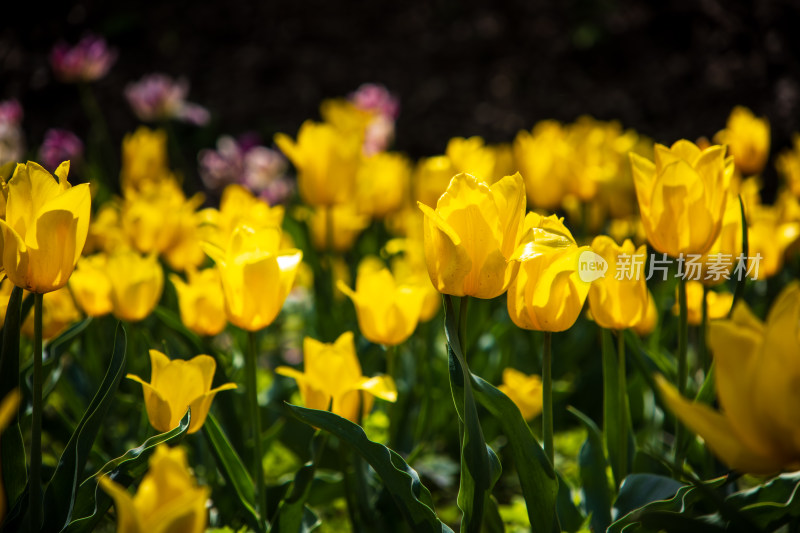 春日黄色郁金香花海