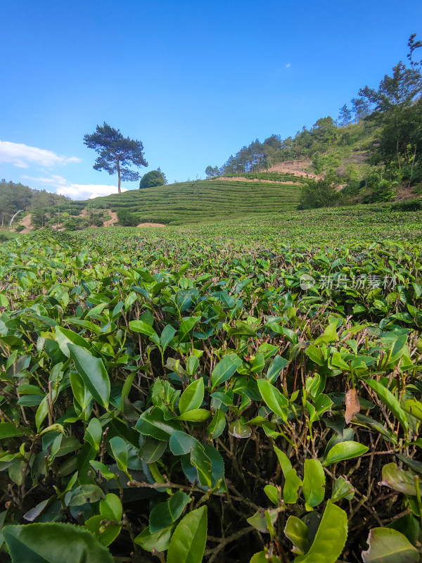 户外山坡上大片绿意盎然的茶树种植园