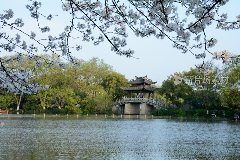 杭州西湖曲院风荷春景樱花