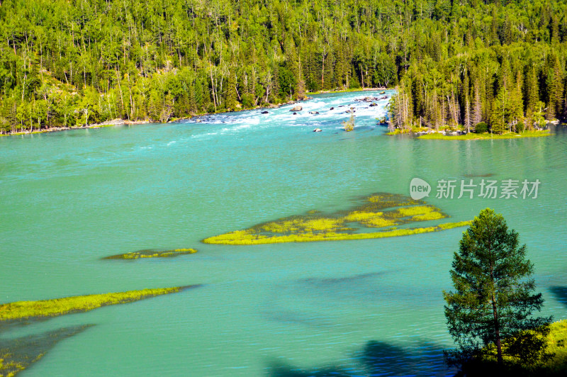 森林草地河流新疆阿勒泰喀纳斯