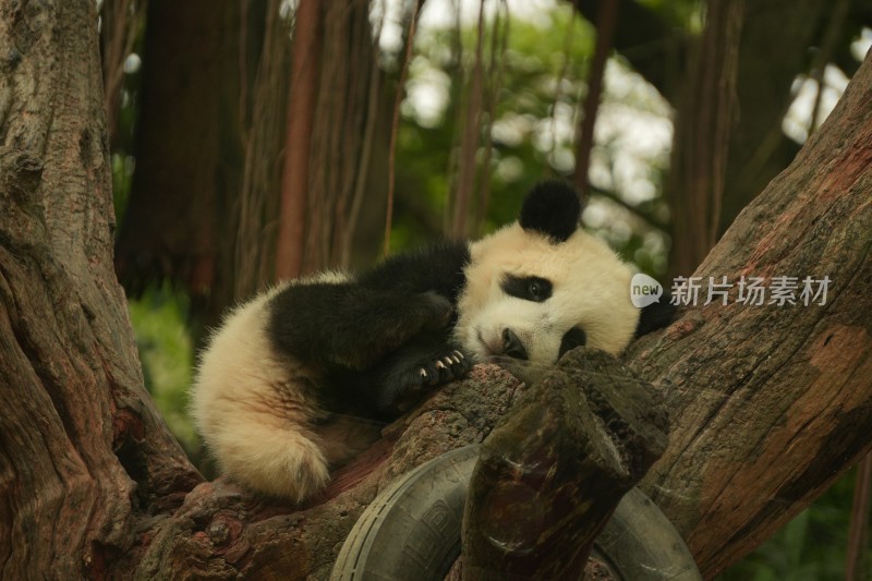 大熊猫幼崽在挂树上睡觉的可爱模样