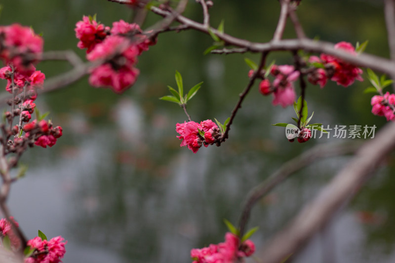 花港观鱼里娇艳盛开的红桃花枝近景特写