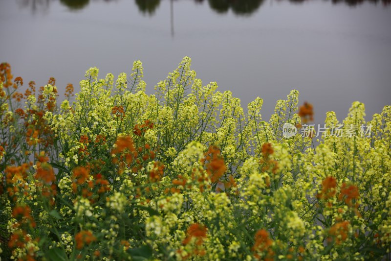 汉中皇塘的油菜花