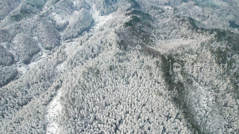 森林雪景