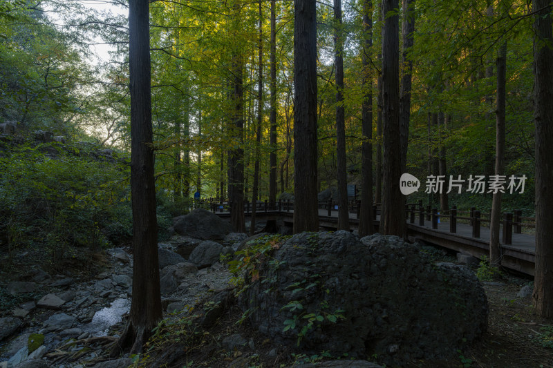 国家植物园 水杉林 树林 林间