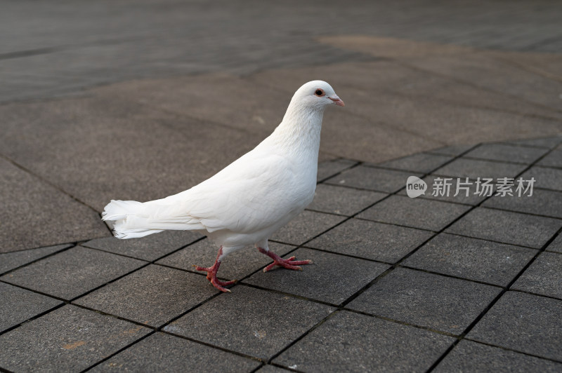 一只白色的鸽子站在灰色的地面上