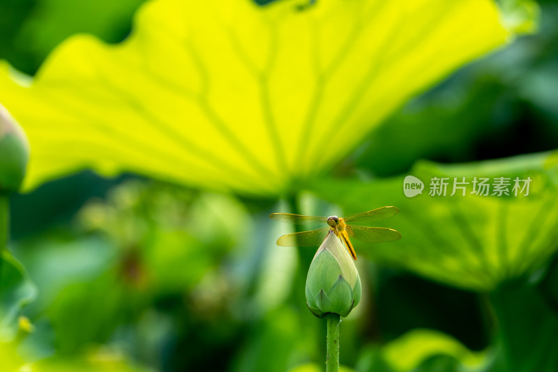 夏天池塘的荷花上的蜻蜓