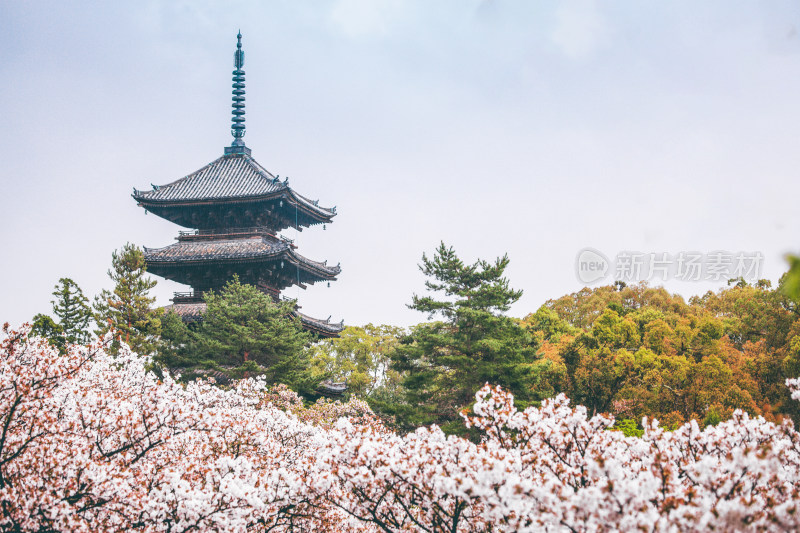 日本京都仁和寺赏樱