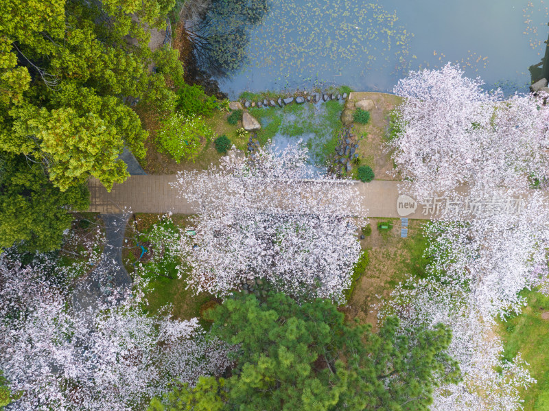 武汉东湖磨山樱花园樱花盛开