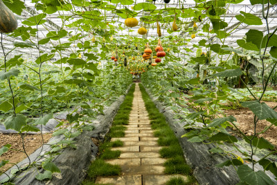 现代农业种植有机蔬菜温室蔬菜