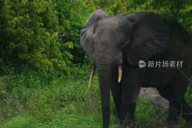 野生动物大象亚洲象