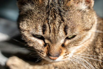 冷酷的猫霸气眼神