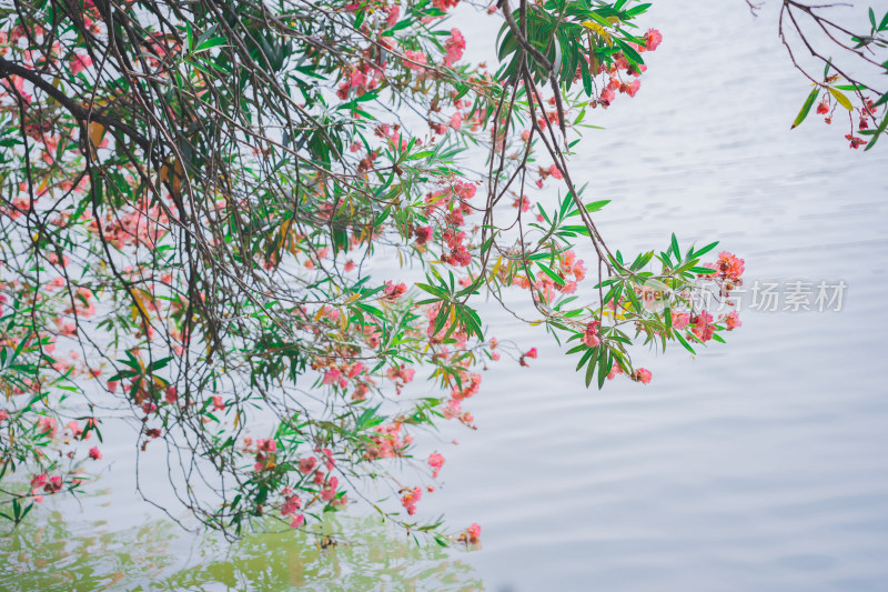 江边垂花