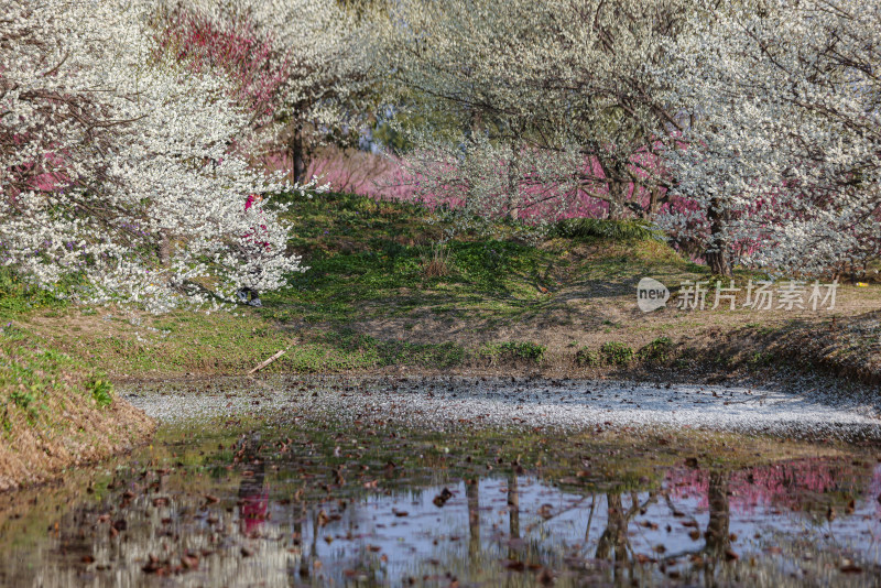 花开海上梅花节