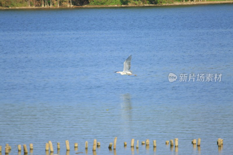 飞鸟掠过平静湖面