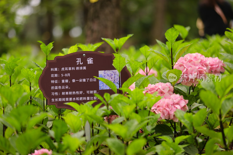 虎耳草科绣球属孔雀 绣球花