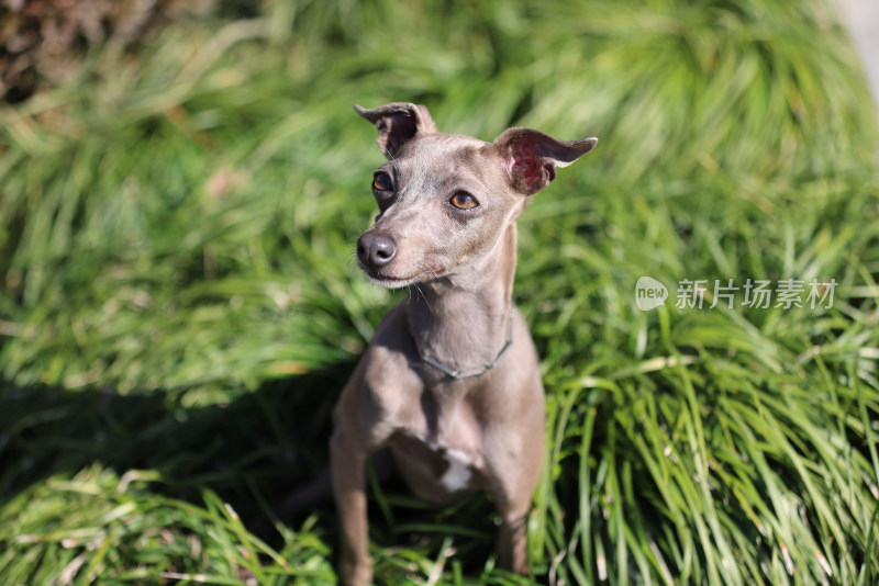 坐在草地上的意大利小灵缇犬