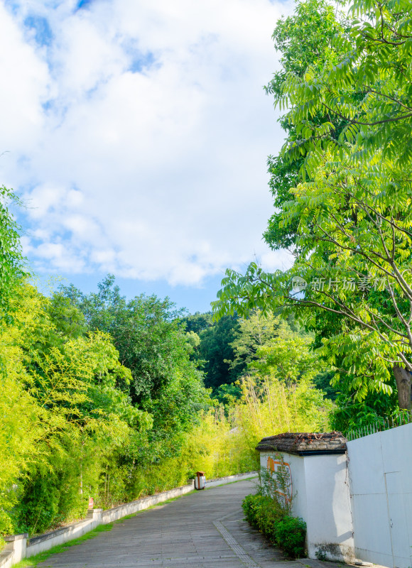 亚洲中国福建省福州市九日山风景区竹林小道