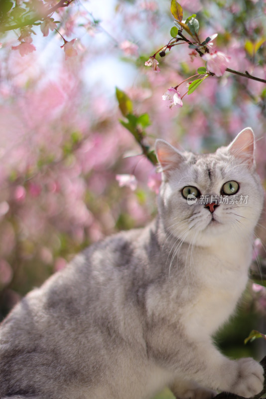 海棠花和英国短毛猫银渐层