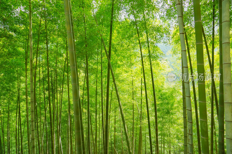 竹林竹海