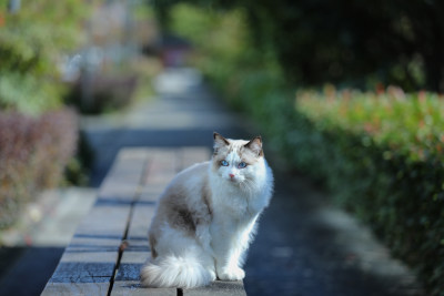 猫坐在公园的长椅上