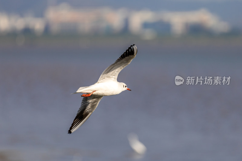 海鸥、红嘴鸥