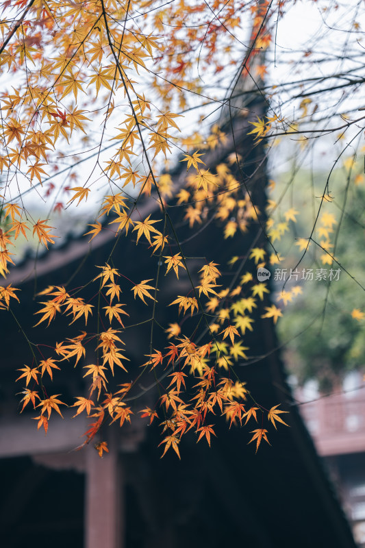 杭州韬光寺庙宇建筑旁秋景枫叶