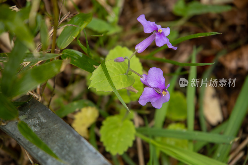 春天紫色鲜花诸葛菜二月兰特写