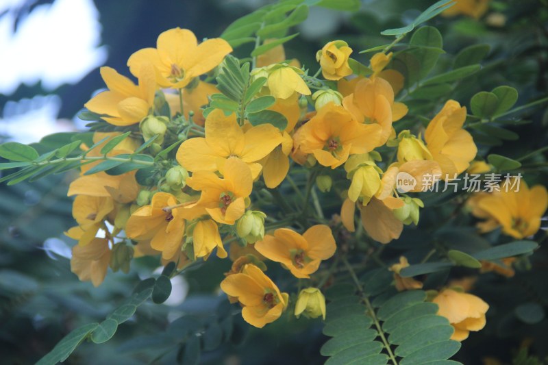 广东东莞：黄槐花开