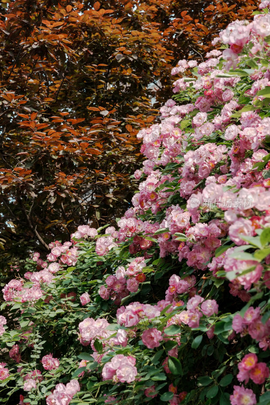 北京国家植物园蔷薇