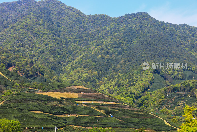 中国杭州龙坞春天里的茶园风光