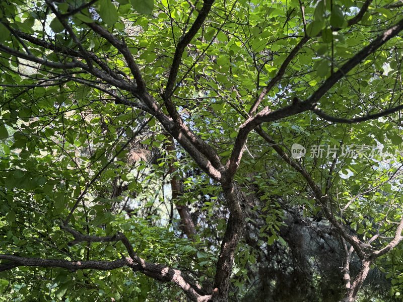 茂密枝叶繁茂的树木