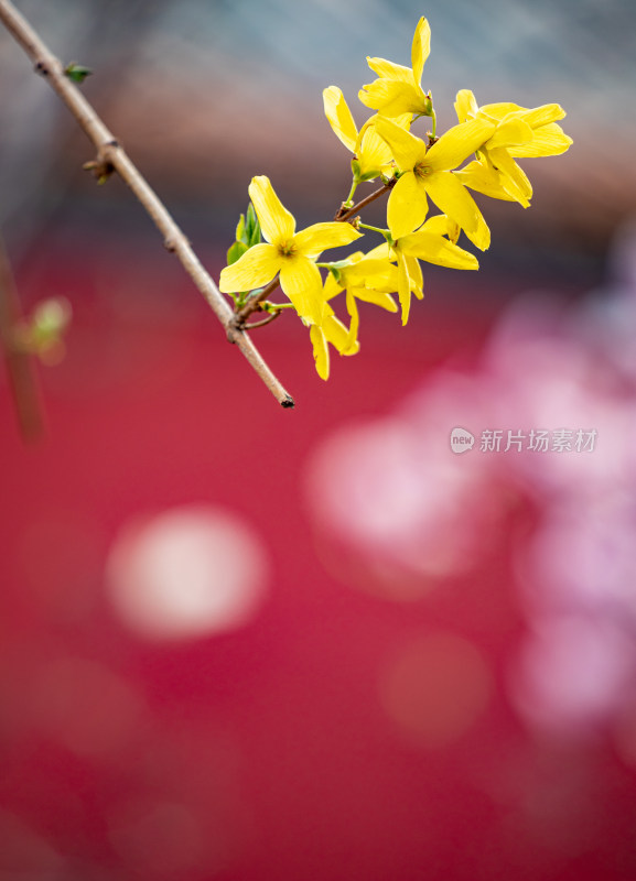 北京鼓楼连翘花开