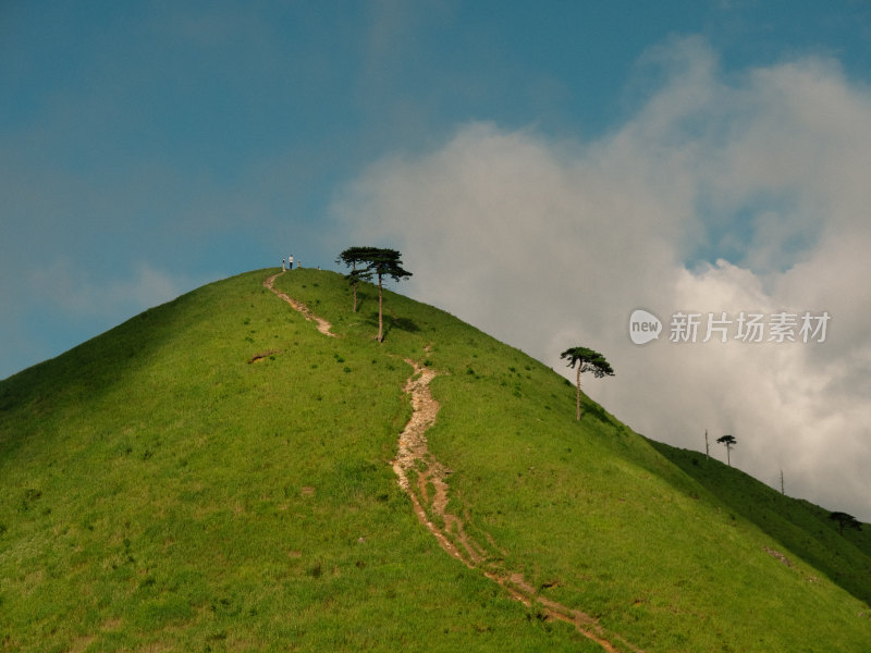 山坡草地树木景观