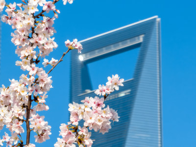 上海春天 陆家嘴樱花 上海樱花 城市花园