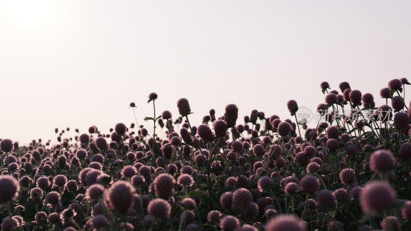 晴空下开花植物的低角度视图