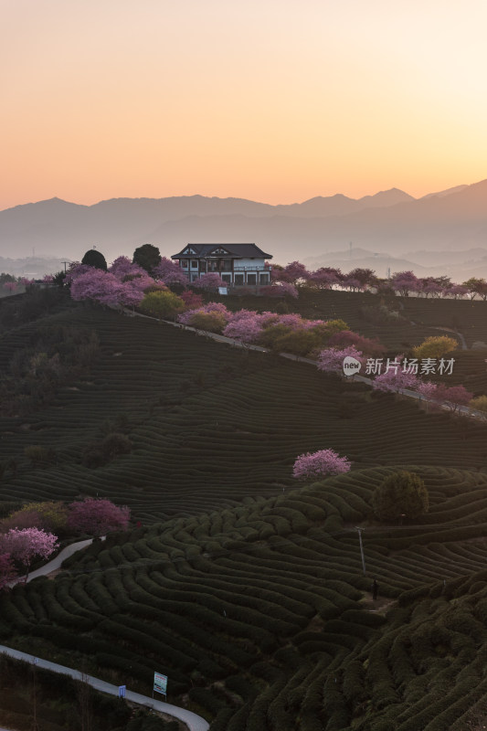 龙岩永福台品樱花茶园