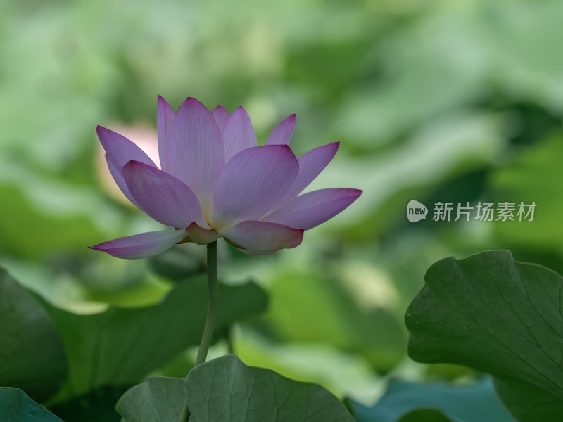 夏天池塘荷花莲花开放夏至立夏