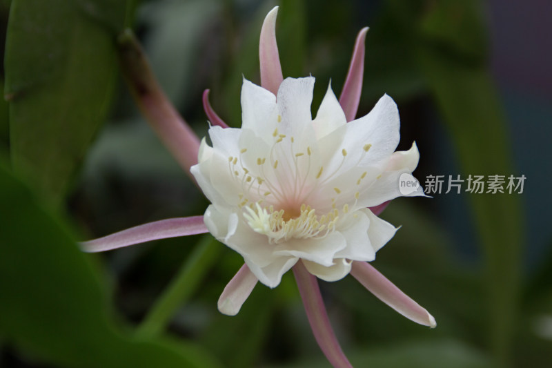 小叶昙花