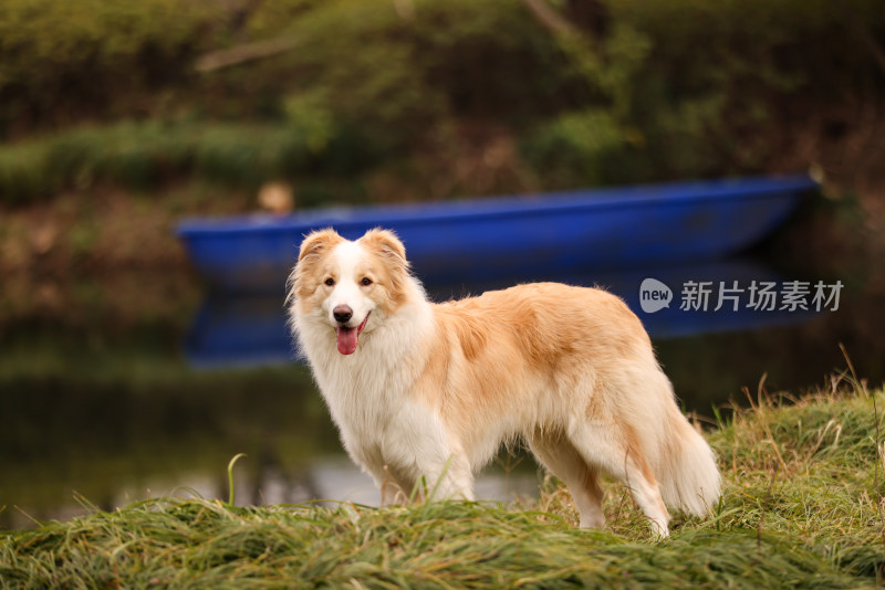 站在湖边的边境牧羊犬