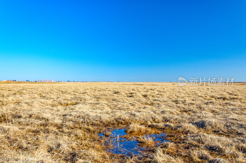 内蒙古呼伦贝尔海拉尔草原湿地枯草秋景