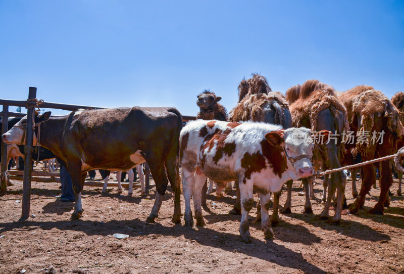 新疆喀什牛羊大巴扎农贸交易市场牛与骆驼